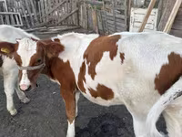 گاو نر, Simmental cattle — عکس 3