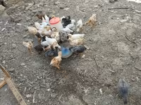 Chickens — foto 3