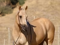 公马, Quarter Horse — 照片 7