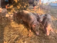 Pigs (batch, sex not specified) — photo 2