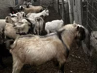 Keçi, Alpine goat — foto 3