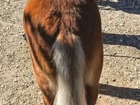 اسب نر, Shetland Pony — عکس 3