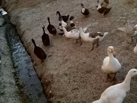 Ducks — foto 2