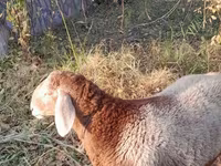 قوچ, Arashan sheep — عکس 1