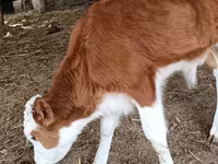 Boğa, Simmental cattle — foto 2
