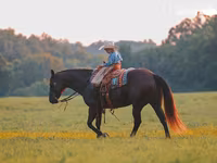 Hingst, Quarter Horse — foto 6