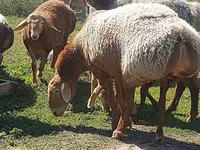 Ovca, Arashan sheep — fotografija 1