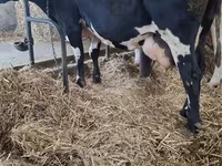 วัวตัวเมีย, Russian Black pied cattle — รูปภาพ 1