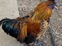 Chickens — foto 1