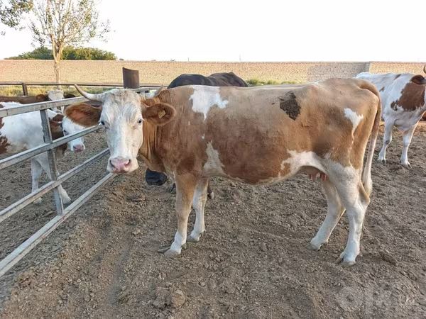 Krava, Simmental cattle