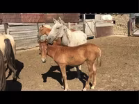 Kuda betina, Horses — foto 3