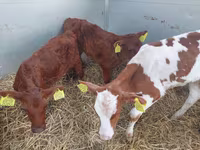 سانڈ, Simmental cattle — تصویر 1