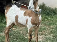 Capră, Capre — foto 2