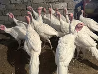 Turkeys — عکس 3