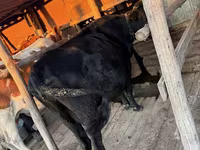 İnek, Latvian Blue cattle — foto 4