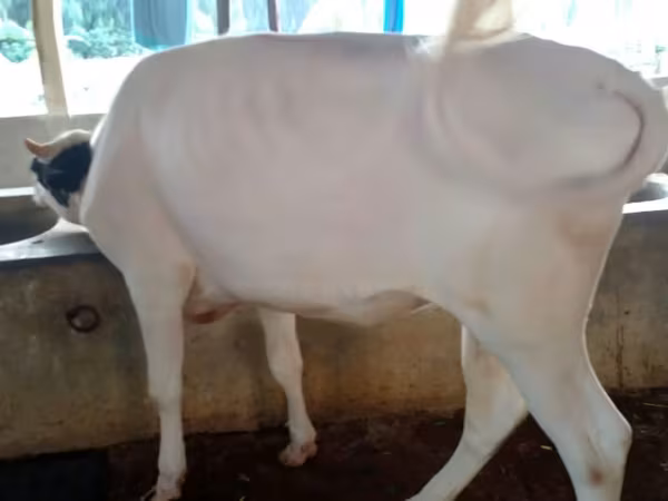 Sigir, Qoramol — Bangladesh