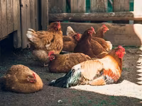 Chickens — 4. fotó
