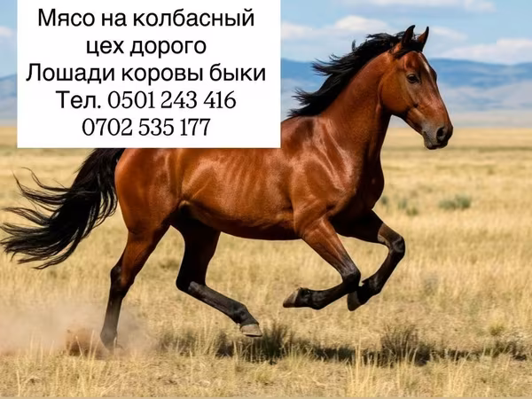 Мясо для колбасного производства. Предлагается мясо следующих видов
