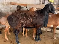 كبش, Rhon sheep — الصورة 4