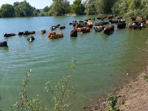Banteng, Cattle