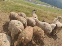 Pecora, Pecore — foto 4
