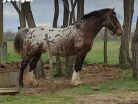 Klisna, Haflinger — foto 8