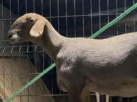 میش, Arashan sheep — عکس 6
