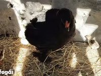 Brahma — foto 4
