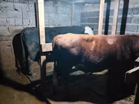 Bou, Vaca kazahă cu cap alb — foto 2