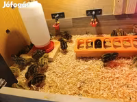 Quails — foto 2