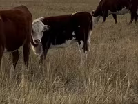 Vacă, Vaca kazahă cu cap alb — foto 1