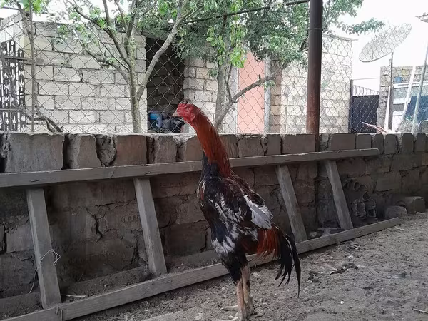 Chickens — Azerbaijan