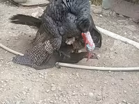Turkeys — picha 1