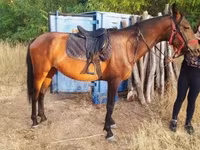 Mare, Horses — photo 2