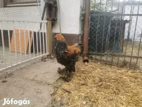 Brahma — foto 5