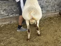 ஆண் ஆடு, Rhon sheep — புகைப்படம் 2