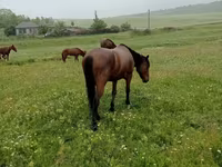 Hing, Lovak — 1. fotó