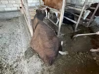 گاو نر, Latvian Blue cattle — عکس 4