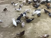 Chickens — عکس 8