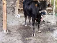 Toro, Bovini — foto 4