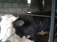 Banteng, Simmental cattle — foto 2