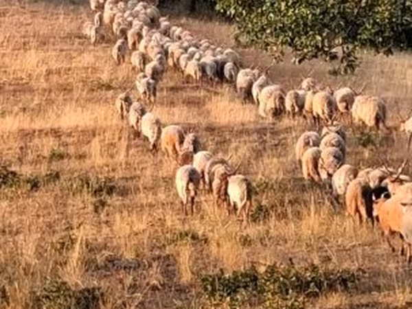 Ovce, Racka sheep