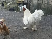 Chickens — fotografija 2