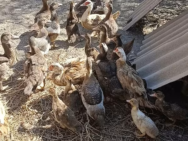 Domestic Muscovy — Kyrgyzstan