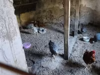 Guinea fowl — φωτογραφία 5