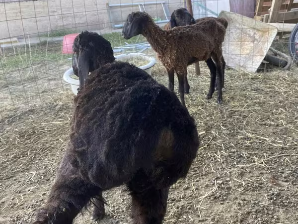 قوچ, Kazakh fat-tailed coarsewool sheep