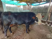 گاو نر, گاو — عکس 2