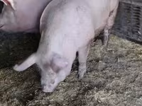 Porci (lot, sex nespecificat), Porci — foto 3