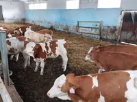 วัวตัวผู้, Simmental cattle — รูปภาพ 4