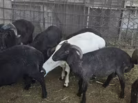 Baran, Owce — zdjęcie 4